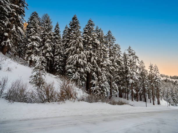 Snow covered trees along a road in winter