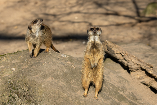 Group of four cute meerkats. They are sitting outdoors on the sand and they are looking in the same direction as one team.