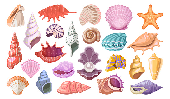 Seashell or sea shell icon set, vector clipart. Molluscan seashells, tropical sea animals collection. Underwater mollusk or muscle fish. Scallop or rapana, gastropod and starfish. Summer souvenir.