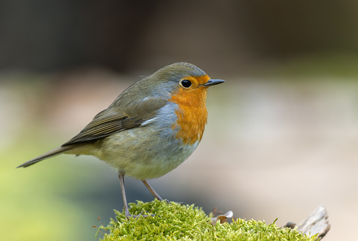 European robin (Erithacus rubecula), the national bird of the United Kingdom, perching on moss.