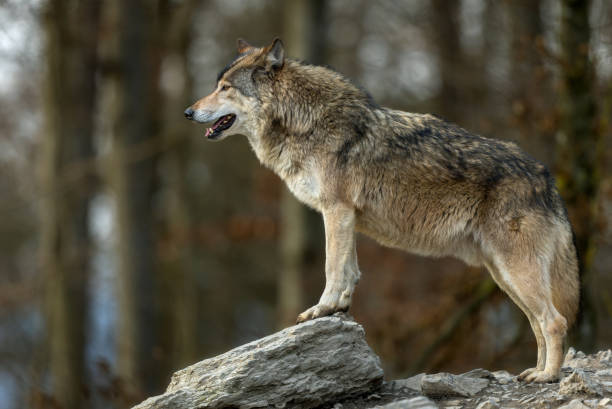 istock Beautiful canadian timberwolf 1447754134