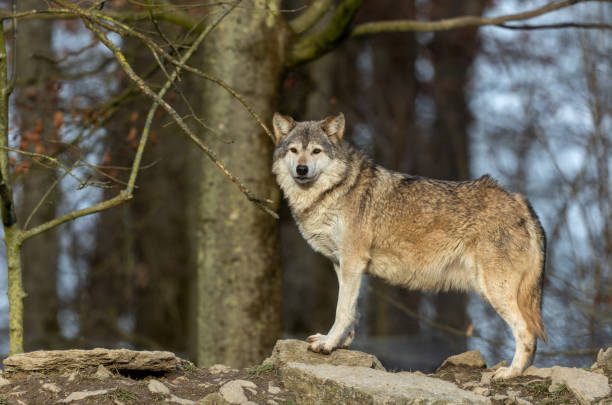 istock Beautiful canadian timberwolf 1447754141
