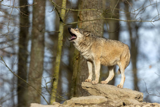 Wolf Howling Pictures | Download Free Images on Unsplash