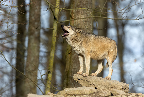 Howling canadian timberwolf standing on a rock.
