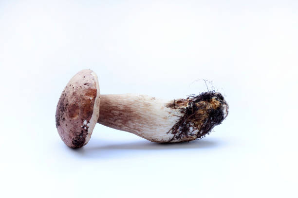 istock Porcini mushrooms. 1447754700