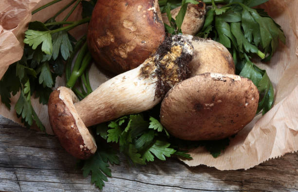 Porcini mushrooms. stock photo