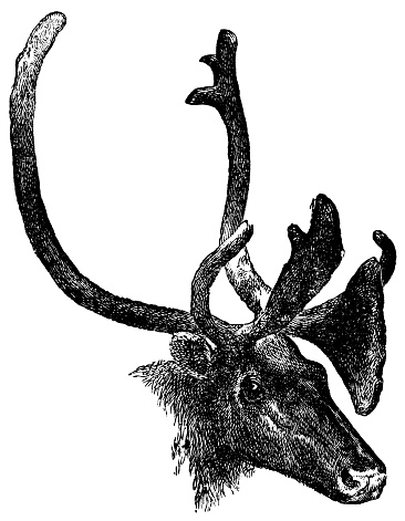 Barren-Ground Caribou (Rangifer tarandus groenlandicus). Vintage etching circa 19th century.