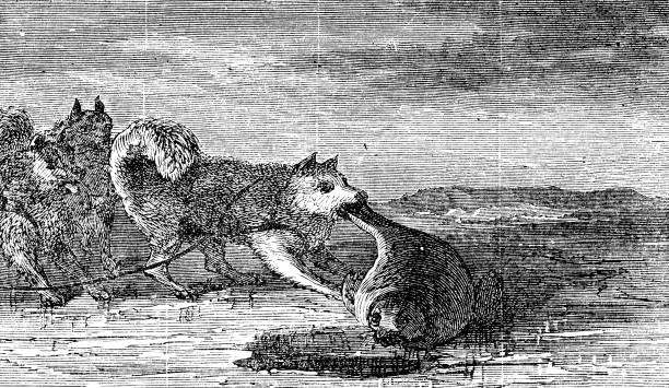 Sled dogs eating seal meat on Baffin Island, Canada. Vintage etching circa 19th century.