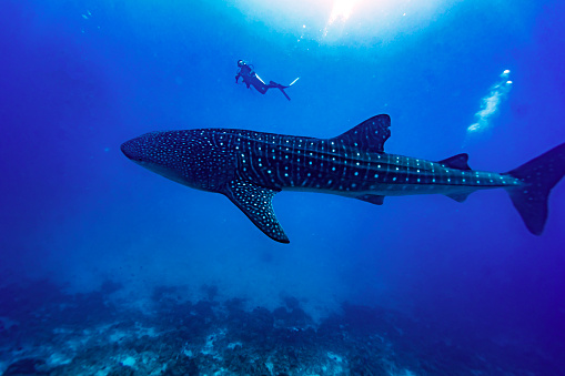 A diver swimming longside a whaleshark outside the island of Maamigili in the Maldives