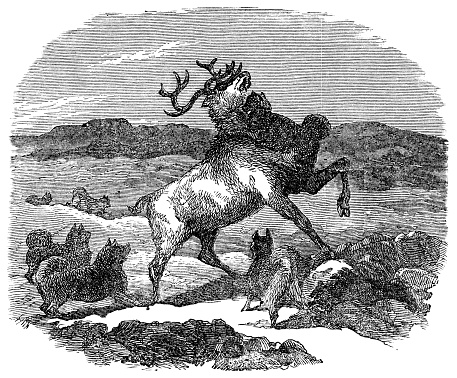 Canadian Inuit Dogs hunting an arctic caribou on Baffin Island, Canada. Vintage etching circa 19th century.