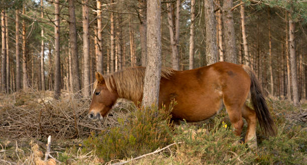 istock Horses grazing in a forest in winter 1447756090