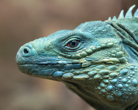 Closeup of a land iguana in the Galapagos islands.See my other images from the Galapagos.