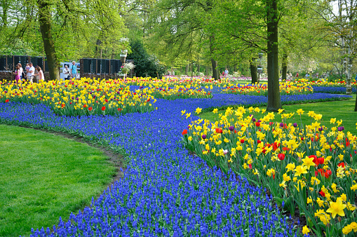 Blue and yellow tulips and daffodils in Keukenhof park in Holland