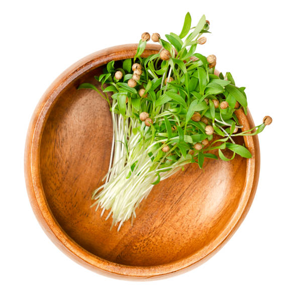 кинза микрозелень, свежие саженцы кориандра, в деревянной миске - cilantro coriander seed leaf garnish стоковые фото и изображения
