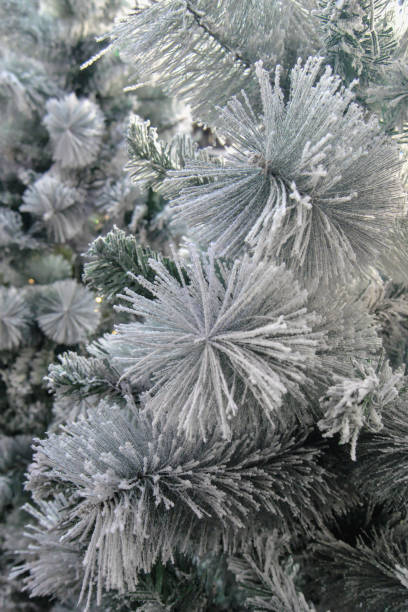 istock Close-up shot of artificial Christmas tree branches with artificial snow 1447759925