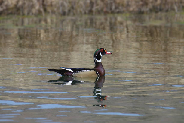 istock Wood Duck (male) (aix sponsa) swimming in a pond 1447760293