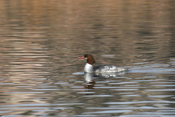 istock Common Merganser (female) (mergus merganser) swimming in a colorful pond 1447760338