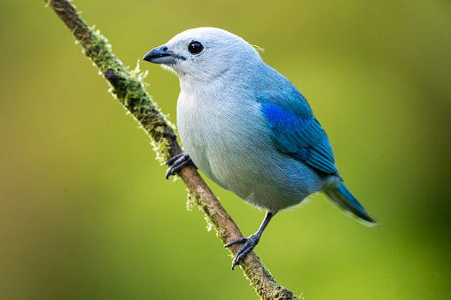 A Blue-gray Tanager (Thraupis episcopus) on a stick in Panama.  This tanager is an extremely common bird, prospering in areas of disturbed forest.  It ranges from southern Mexico to southern Amazonia.