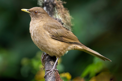 A Clay-colored Thrush or Robin (Turdus grayi) is a very common member of the thrush family (Turdidae) and is found from Mexico to northern South America.  It is the national bird of Costa Rica, primarily because of its beautiful song.