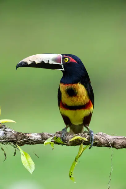 A collared araçari (Pteroglossus torquatus) on a branch in Panama.  The a araçaris are members of the Neotropical toucan family Ramphastidae.  This species ranges from southern Mexico to northern South America.