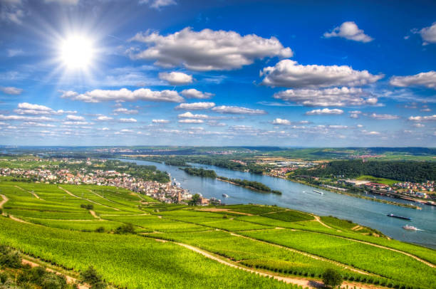 istock Vineyard on a sunny day, Ruedelsheim, Hessen, Germany 1447762959