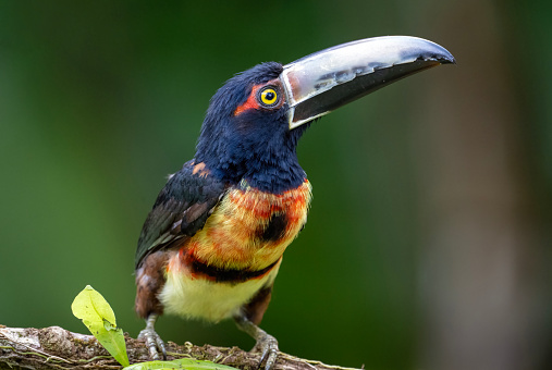 A collared araçari (Pteroglossus torquatus) on a branch in Panama.  The a araçaris are members of the Neotropical toucan family Ramphastidae.  This species ranges from southern Mexico to northern South America.