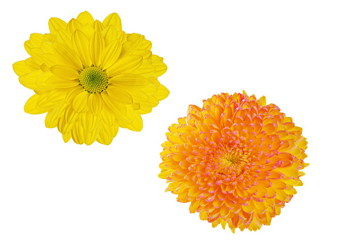 yellow flowers on white background for design
