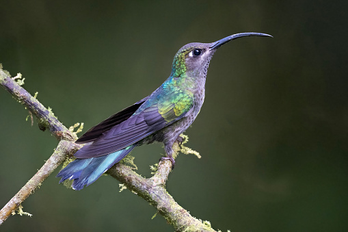 A female Violet Sabrewing (Campylopterus hemileucurus) in the mountains of western Panama.  Sabrewings are large hummingbirds named for the thickened and bent outermost two primary flight feathers, the purpose of which is unknown. This species is found from southern Mexico to western Panama.