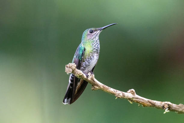 istock Female White-necked Jacobin 1447763212