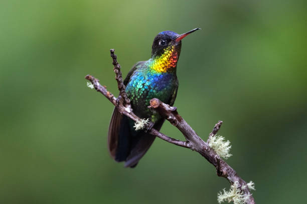 istock Fiery-throated Hummingbird 1447763252