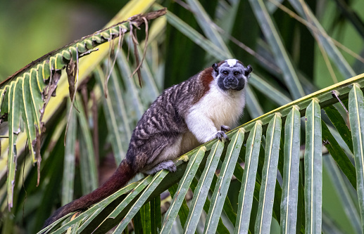 A Geoffroy's tamarin (Saguinus geoffroyi) in eastern Panama. This tamarin, a small monkey, is found in Panama and Colombia.
