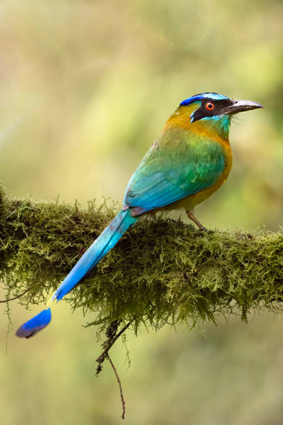 motmot de la leçon sur un perchoir moussu - ortalide motmot photos et images de collection