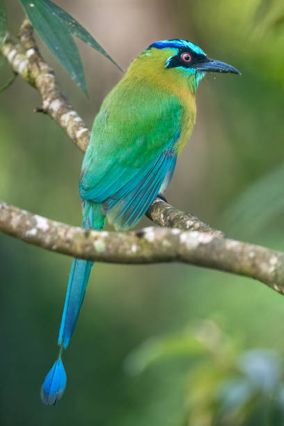 motmot de la leçon - ortalide motmot photos et images de collection