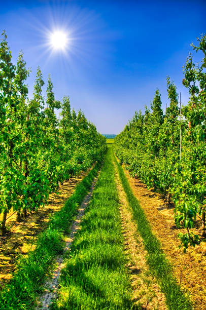 istock Rows of young apple trees in Belgium countryside, Benelux, HDR 1447763545