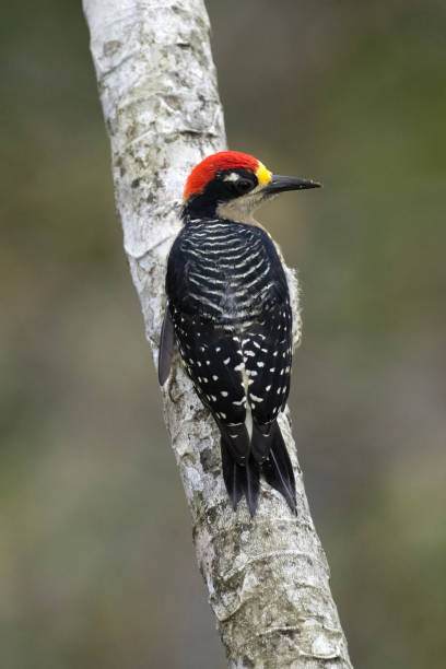 istock Male Black-cheeked Woodpecker Facing Right 1447763568