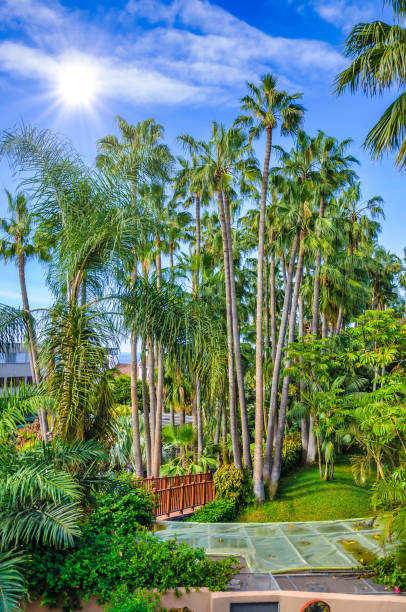 istock Palms in Loro Parque, Tenerife, Canary Islands. 1447763583