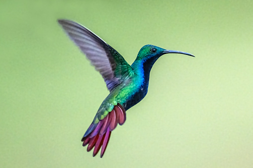 A male Black-throated Mango (Anthracothorax nigricollis) hummingbird in eastern Panama.  There are eight species of mangos, found from Mexico to mid-South America and several Caribbean islands.  All of the females are strikingly patterned with a bold black stripe from the throat to the belly.