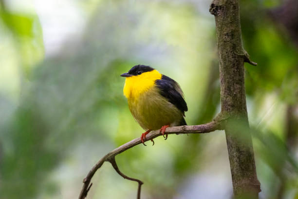istock Male Golden-collared Manakin Facing Right 1447763616