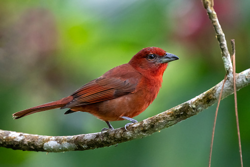 A male Chestnut backed Tanager (Tangara preciosa) perched on a lichen covered branch, against a blurred natural background, Atlantic rainforest, South-eastern Brazil