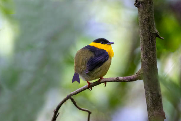 istock Male Golden-collared Manakin 1447763672