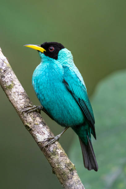 istock Male Green Honeycreeper 1447763674