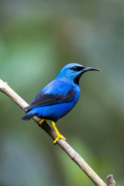 istock Male Purple Honeycreeper 1447763788