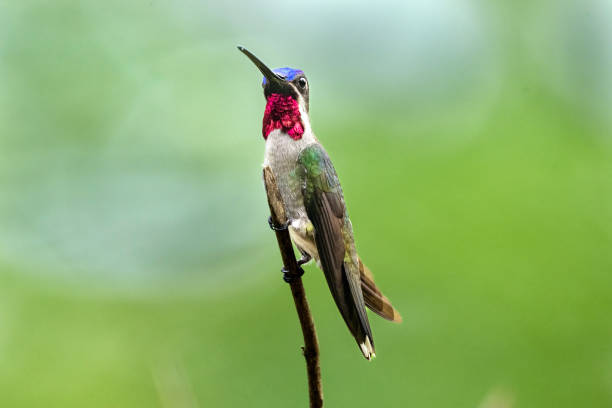 istock Male Long-billed Starthroat 1447763791