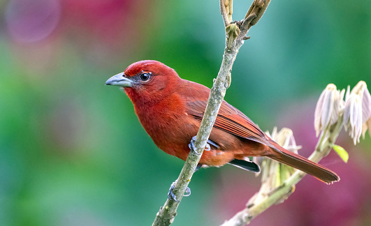A male Hepatic Tanager (Piranga flava) in the mountains of central Panama.  The form found in Costa Rica, Panama, and western South America is the “Tooth-billed Tanager”, perhaps a separate species.