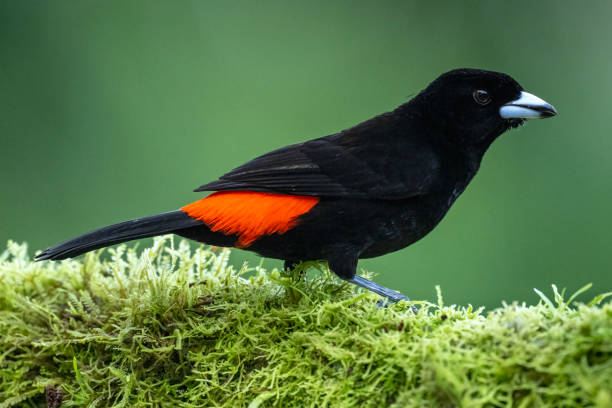 istock Male Scarlet-rumped Tanager 1447763849