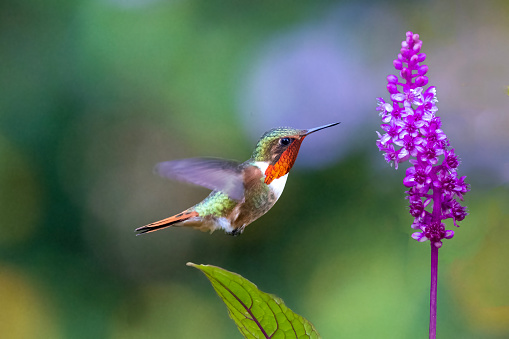 A male Scintillant Hummingbird (Selasphorus scintilla) in the mountains of west Panama feeding on a flower of Phytolacca rugosa, a member of the pokeweed family (Phytolaccaceae). Scintillant Hummingbird is a relative of the familiar Mexican and North American Rufous Hummingbird.