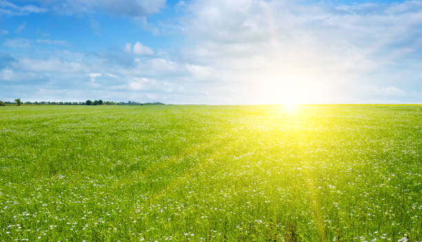 istock Flax field with blue sky and bright sunrise . 1447763957