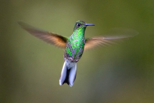 A male Stripe-tailed Hummingbird (Eupherusa eximia) in Panama. This species is found from southern Mexico to western Panama.