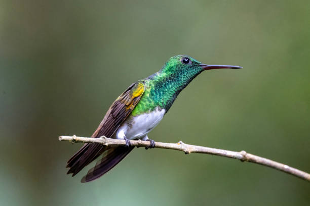 istock Male Snowy-bellied Hummingbird on a Perch 1447764031