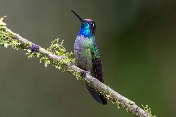 istock Male Talamanca Hummingbird on a Twig 1447764098